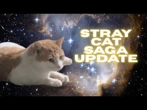 Garfield the Stray Cat Diagnosed With FIV | Stray Cat Saga Update