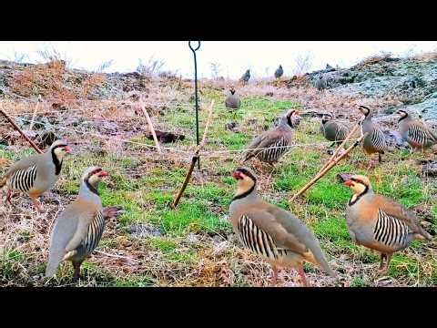 Unbelievable Wild Bird Catching Moment! #World_Adventure_Skill