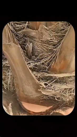 The Secret Behind Trimming Palm Tree Trunks: It’s Not Just For A Better Appearance #shorts