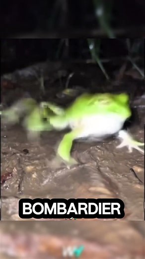 The frog thought it was an easy meal… biggest mistake of its life 🐸💥 #shorts