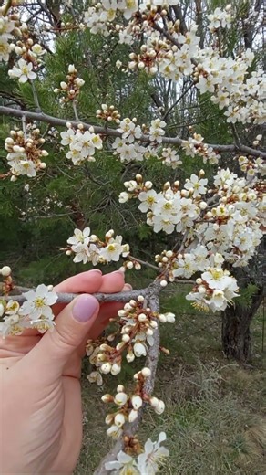 В БАНСКО НАЧАЛОСЬ!#banskobulgaria #travel #bansko #mountains #путешествия #spring