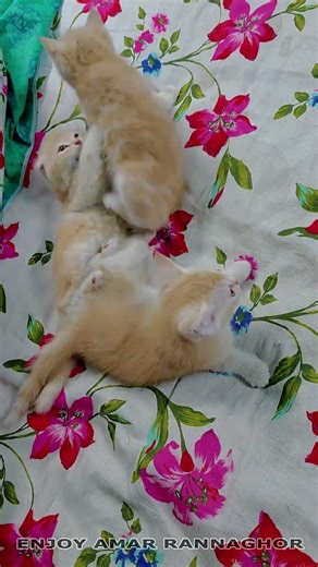 Cute Kittens Playing 5 #kittens #kittensplaying #cutekittws
