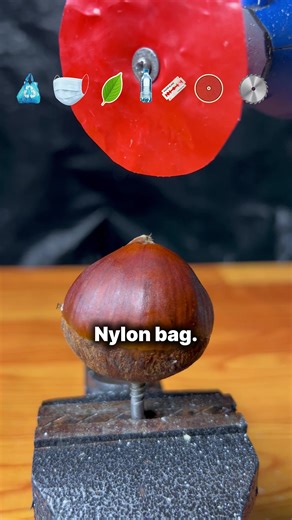 What can cut chestnut 🌰??? #experiment #scienceexperiments #satisfying #asmr #satisfyingvideo
