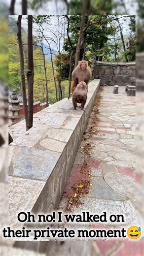 Daily Monkey Fun on TikTok