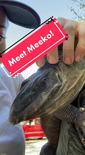 Meet Meeko: The Black Roughneck Monitor Lizard
