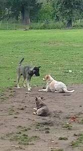 55K views · 753 reactions | It has taken our blind Snippy a long time to get over being returned a second time from her adoptive home but we think Hiccup has brought her out of her shell 浪浪浪 We LOVE TO SEE YOU PLAY SNIPPY  | Oudtshoorn Dogs in Need | Facebook