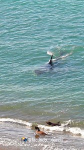 Killer footage, recorded in peninsula valdes 🎥https://www.instagram.com/facundo._.garcia?igsh=MWF5dWRmaWppZng5dQ== | Orcas