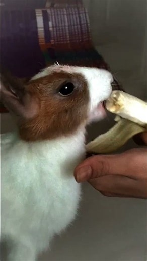my friend rabbit