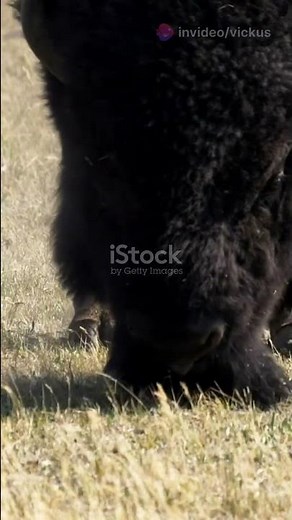 American Bison: The Speedy Giants of the Plains!