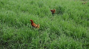 Chicken stands in fenced farm enclosure, surrounded by vibrant green grass under open sky in Germany. It pecks at ground, enjoying the fresh air and natural surroundings in peaceful, rural setting.