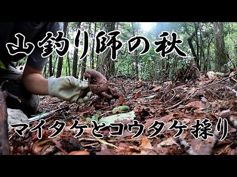 【キノコ採り】高級キノコが生える山を歩く