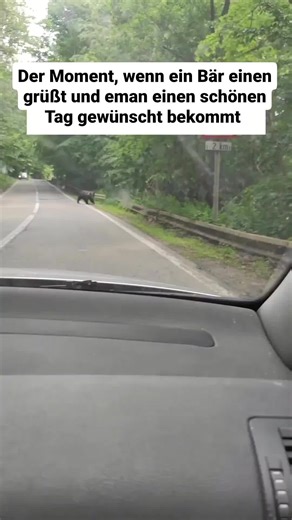 THE BAD TIGER (@thebadtiger.777)’s videos with Originalton - THE BAD TIGER