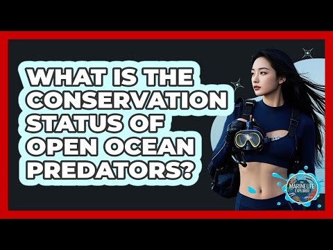 What Is The Conservation Status Of Open Ocean Predators? - The Marine Life Explorer