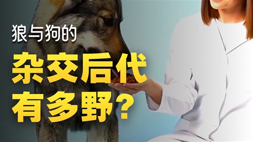 狼犬杂交：基因占比决定 “野性”？