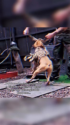 history on Instagram: "In March 2014, 23-year-old Chelsi Camp was dog-sitting for a friend in Houston, Texas, when a pit bull she’d watched before suddenly turned violent. Her 2-year-old daughter was playing nearby when the dog lunged without warning, grabbing the toddler by the head and thrashing. Chelsi jumped in without hesitation, punching the dog, prying its jaws open, and even biting its ear in a desperate attempt to save her daughter. The dog wouldn’t let go. During the attack, Chelsi man