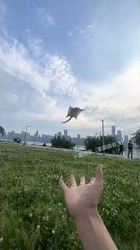 Will you like the flying sugar glider? #Adorable pets' puzzling behaviors #Sugar glider
