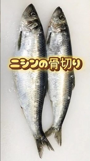 生ニシンの調理、小骨が多いので骨切りして塩焼きがオススメ #にしんの捌き方 #生ニシン #ニシン骨切り