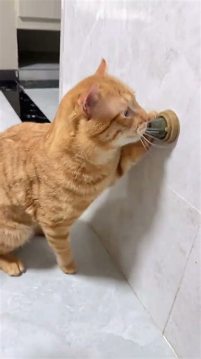 해외 틱톡 1억 뷰 찍고 온 미친 고양이/#웃긴고양이 #funnycat #funnycats #웃긴영상 #해외유머 #고양이짤 #냥짤 #웃긴짤 #개그 #입덕영상