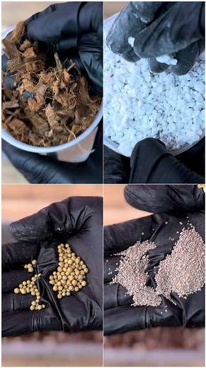 Repotting my neglected Alocasia Dragon Scale and upsizing my Hoya Polyneura using a new mix—perlite, coco chips, and coco coir. Plant rehab repot day 🌿🪴 #alocasia #hoya #repotting #plantcare” | The Green Earth