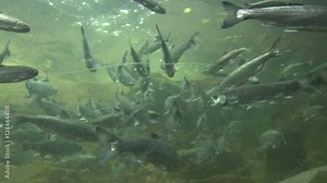 Underwater clip of various Pacific Northwest fish swimming including trout, salmon and sturgeon.
