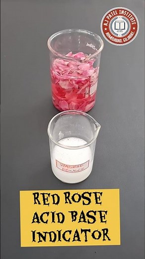 🌹⚗️Red Rose + Washing Powder = Color Change Magic! 🌸🧪 #ScienceShorts#science #chemistry#diy