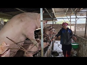 Feeding the pigs,pairing pigs,vaccinating piglets with head edema vaccine /‪@ThoaRurallife‬ #122