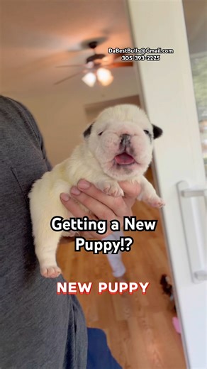 Getting a New Bulldog Puppy. #1 thing you need to know.