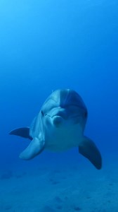 Give the gift of wonder back to the Reef this Christmas. The Great...