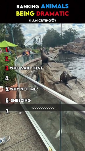 Ranking MOST Dramatic Animals😺🤣