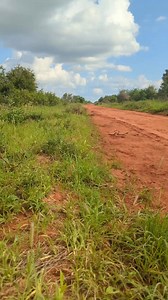Ever picked up a leopard tortoise to “help it across the road”? You might actually be putting its life at risk. Leopard tortoises are incredible survivors of the African bush, and one of their greatest strengths is how they store water inside their bodies, an essential trick, especially during the dry season. But here’s something many people don’t know: when a tortoise feels threatened or is lifted off the ground, it often releases that precious water to defend itself. In the dry months, that si