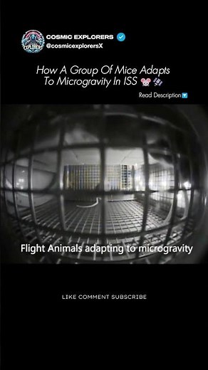 How Mice Adapt to Zero Gravity In Space