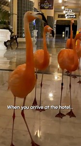 100K views · 2.2K reactions | Let's hope they got a group rate 浪囹 | Try Not to Laugh | Facebook