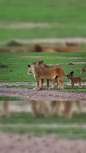 "Cub Chronicles: Unveiling the Secrets of Lion Cub Life in the Wild!"