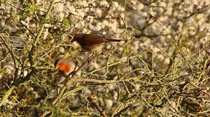 A pair of robins courtship feeding. Spotted at Askham Bog, York by Springwatch researcher Loz. Courtship feeding is something of a misnomer. It describes behaviour when a male bird offers food to his mate, but it occurs most frequently when actual courtship is over. Most courtship feeding occurs during egg formation, laying and incubation and can provide a valuable source of nutrients for females. With early hatching having a positive effect on the survival rates of chicks and fledglings in some