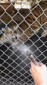Tiger keeping cool #tiger #playing #bigcats | The CARE Foundation