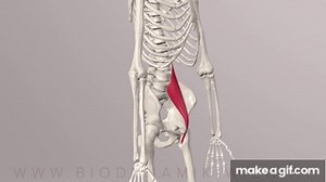 Hip Flexor Series Part 2: The Psoas Muscle (major) (3D Animation) on Make a GIF