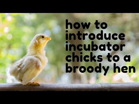 Hen Hack 101: How to Introduce Incubator Chicks to a Broody Hen