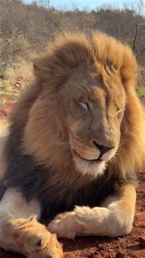 Lion in Relax Mood 😎 | King of Jungle Chilling #lion