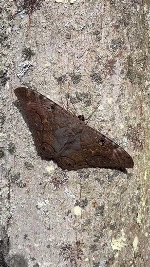 Black Witch Moth #lepidoptera #nature #naturelovers
