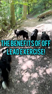 Off-lead exercise can be highly beneficial for dogs in various ways....