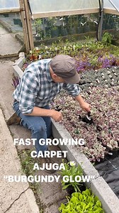 Ajuga “Burgundy Glow” is a fast growing carpet plant with colourful foliage and purple flowers. Good on spreading on banks and beds . Winter hardy and lasts forever . Planting time is from now, available in webshop https://pergolanurseries.ecwid.com ALL IRELAND DELIVERY 🚚 32 Counties WEBSHOP https://pergolanurseries.ecwid.com Pergola Nurseries Garden Corner, Virginia,Co Cavan A gardeners oasis of quality plants Open Tuesday to Saturday 10.30-6 Open Sundays 2-6 | Pergola Nurseries Garden Corner