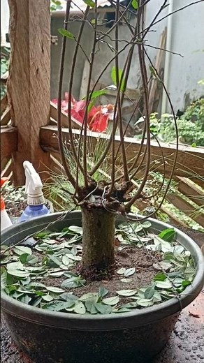 How to make Broom Style Bonsai using Chinese Elm