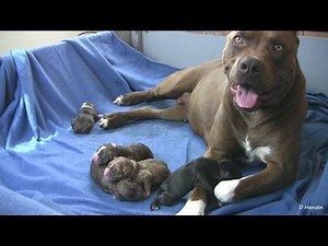Mia's 5th Pit Bull Puppy (in HD)