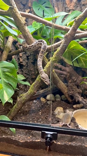 🐍 Snake vs Rat: A Shocking Moment Caught on Camera! 😱🐀