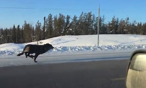 Wolf Demonstrates Raw Speed Sprinting Alongside Car On The Highway