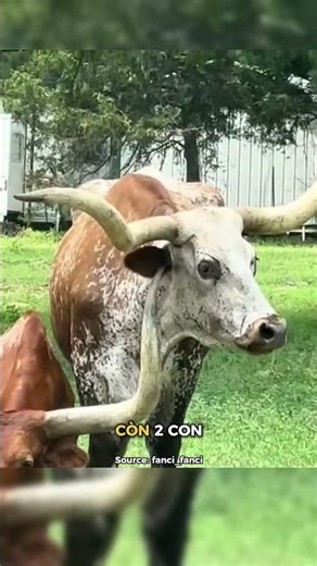 Use horns to scratch an itch.