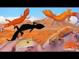 HOLDBACK Leopard Geckos | Part 2