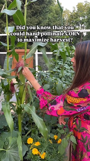 Resh Gala | Organic Gardener on Instagram: "🌽HOW TO HAND POLLINATE CORN FOR MAXIMUM PRODUCTION: Corn plants get pollinated by the wind - as pollen from the tassels (male) fall on the silks on the ear of the corn (female). This is one of the reasons why many people suggest growing lots of corn together in rows. But if you’re a small space gardener and can only plant a few stalks of corn, not to worry, hand pollinating your corn is so easy! HERE’S HOW: 1. Snap off a few tassels from the corn plan