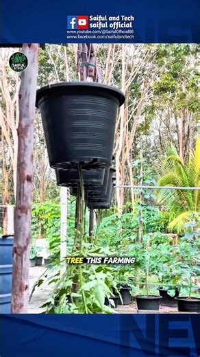 🔥 Tomatoes Growing Upside Down? This Smart Farming Method Is Blowing Minds!