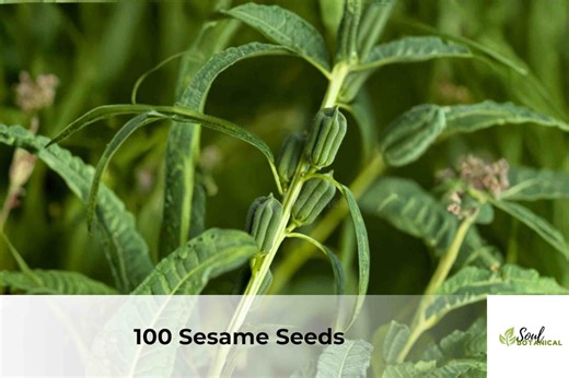 Sesame Seeds for Planting | Sesamum Indicum, Easy Grow Garden Crop - Etsy